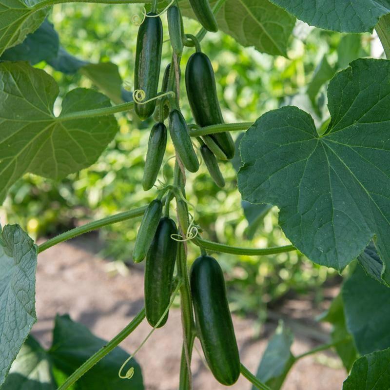 Komkommerplanten, Tuin en Terras, Ophalen, Eenjarig, Groenteplanten, Volle zon