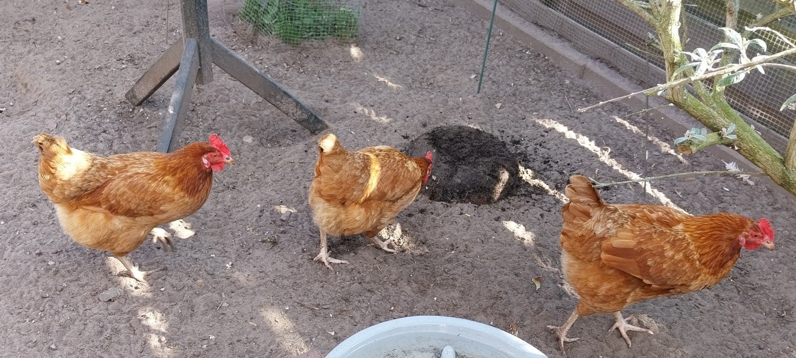 Te Koop 3 legkippen, Dieren en Toebehoren, Pluimvee, Vrouwelijk, Kip