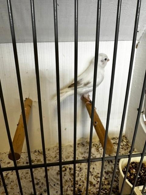 Wit/bonte jonge Kanaries 2026, Dieren en Toebehoren, Vogels | Kanaries, Meerdere dieren, Kleurkanarie