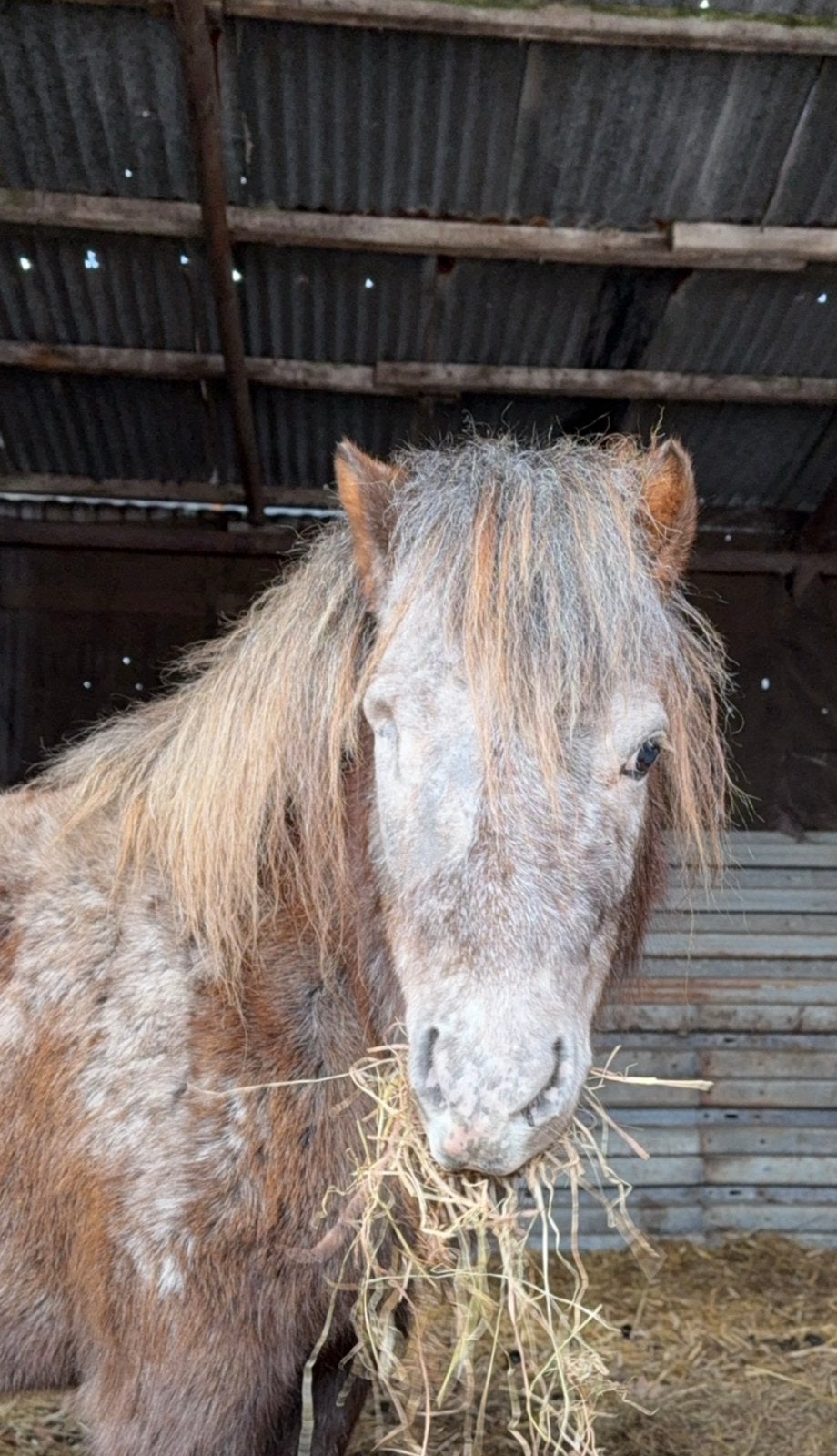 6 jarige merrie, Dieren en Toebehoren, Pony's, Merrie