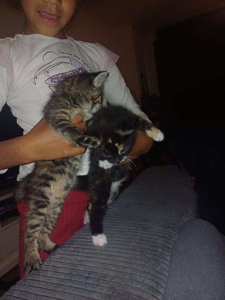 Kittens, Meerdere dieren, Ontwormd, 0 tot 2 jaar