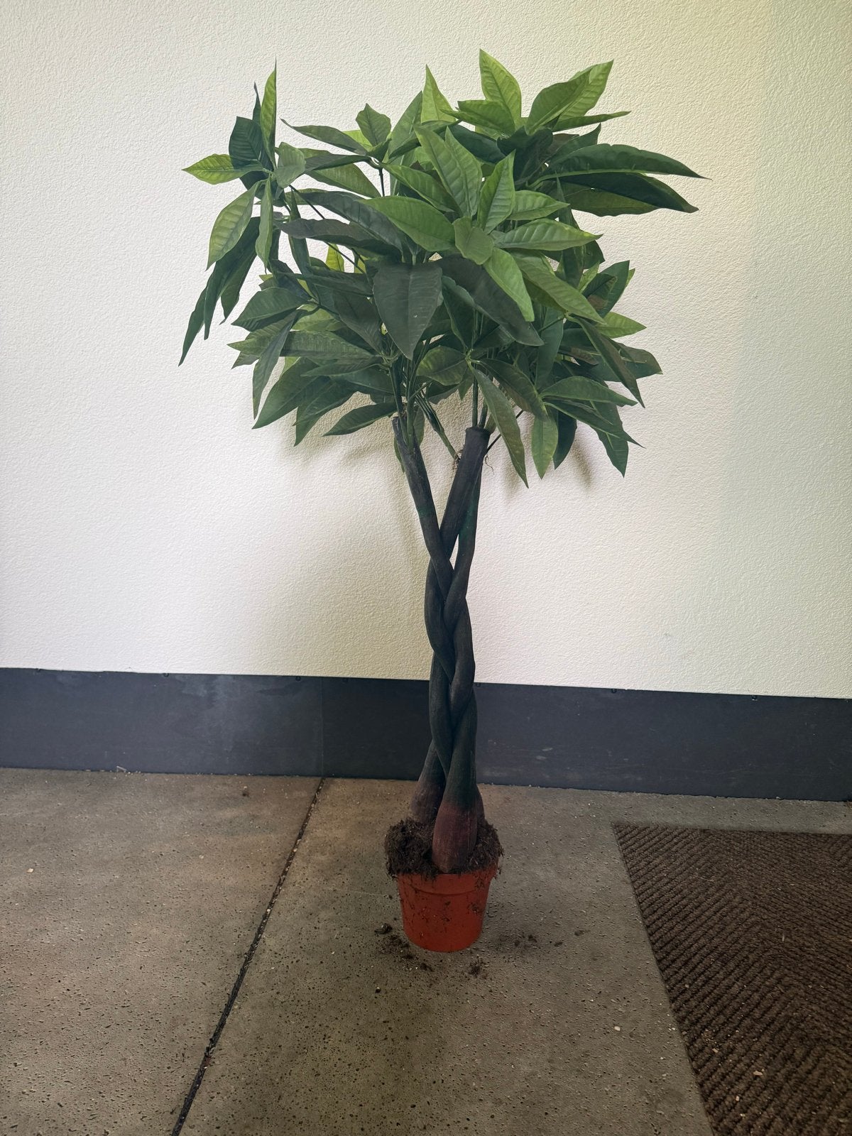 Kunstplant Pachira Aquatica (geldboom) - 125 hoog, Ophalen, Binnen, Kunstplant, Kunststof