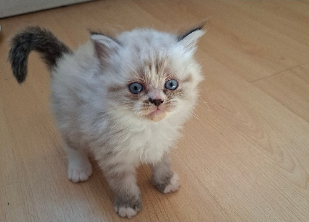 perziche kittens, Meerdere dieren, Ontwormd, 0 tot 2 jaar
