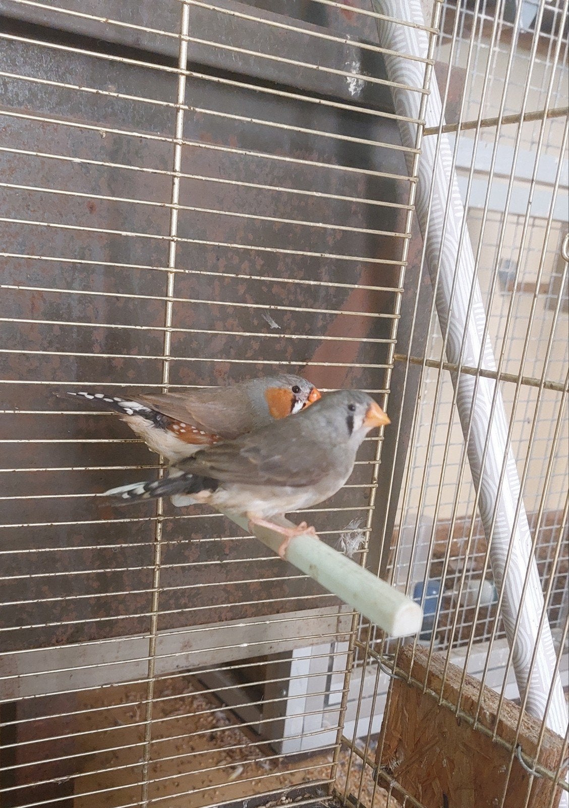Zebravinken wildkleur en bruin, Dieren en Toebehoren, Vogels | Overige Vogels, Meerdere dieren, Tropenvogel