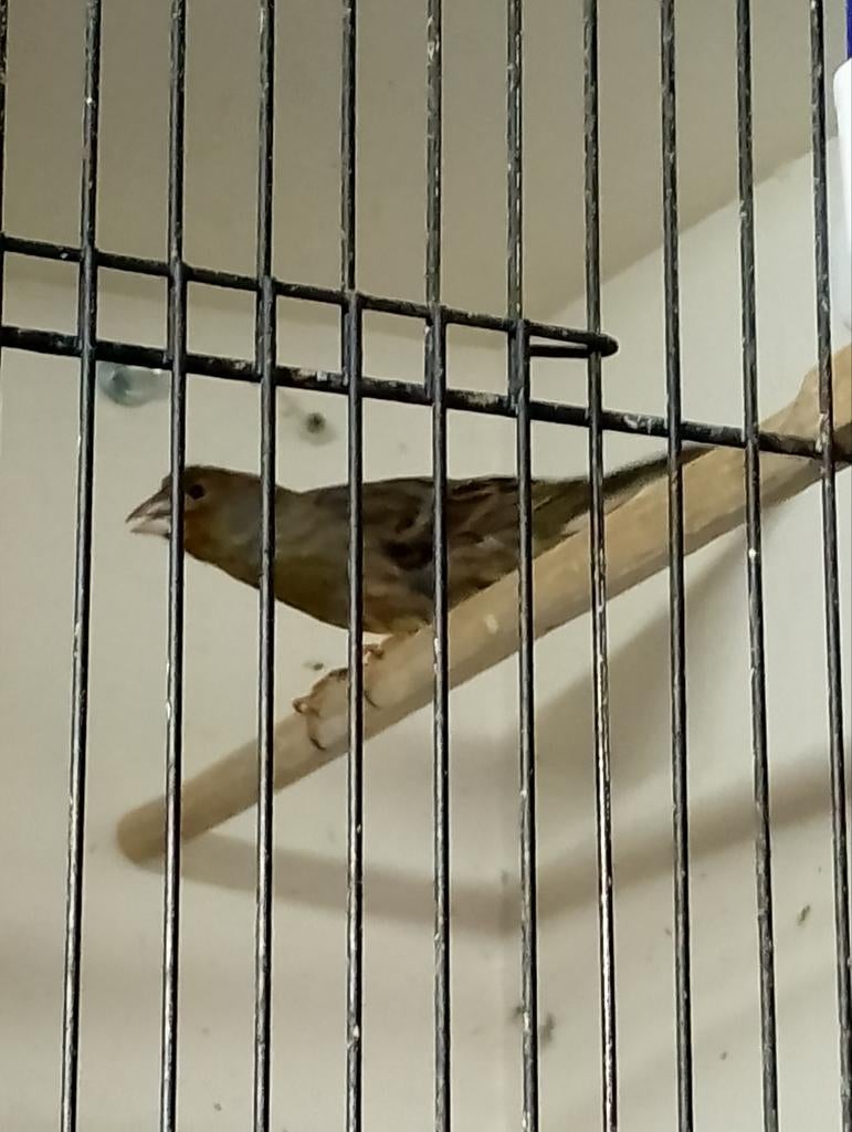 Bastaard roodmus , gereserveerd, Dieren en Toebehoren, Mannelijk, Bastaard