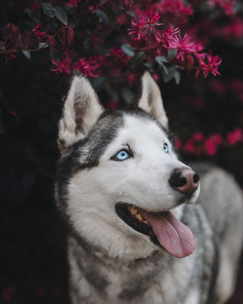 Joy een asielhond, zoekt een familie, Dieren en Toebehoren, Honden | Poolhonden, Keeshonden en Oertypen, Particulier, Reu, Poolhond