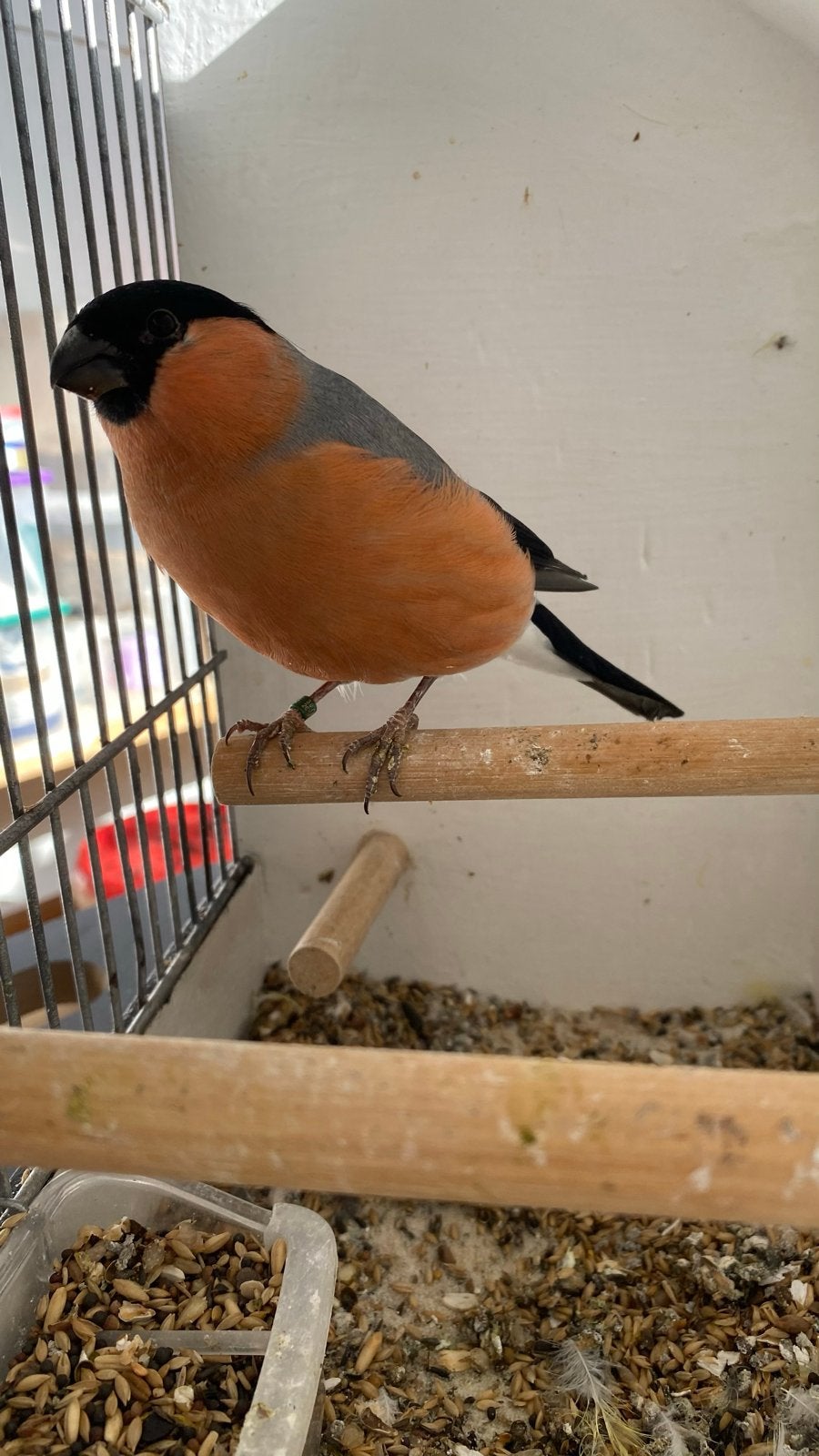 Noordse Goudvink man, Mannelijk, Wildzangvogel, Tam