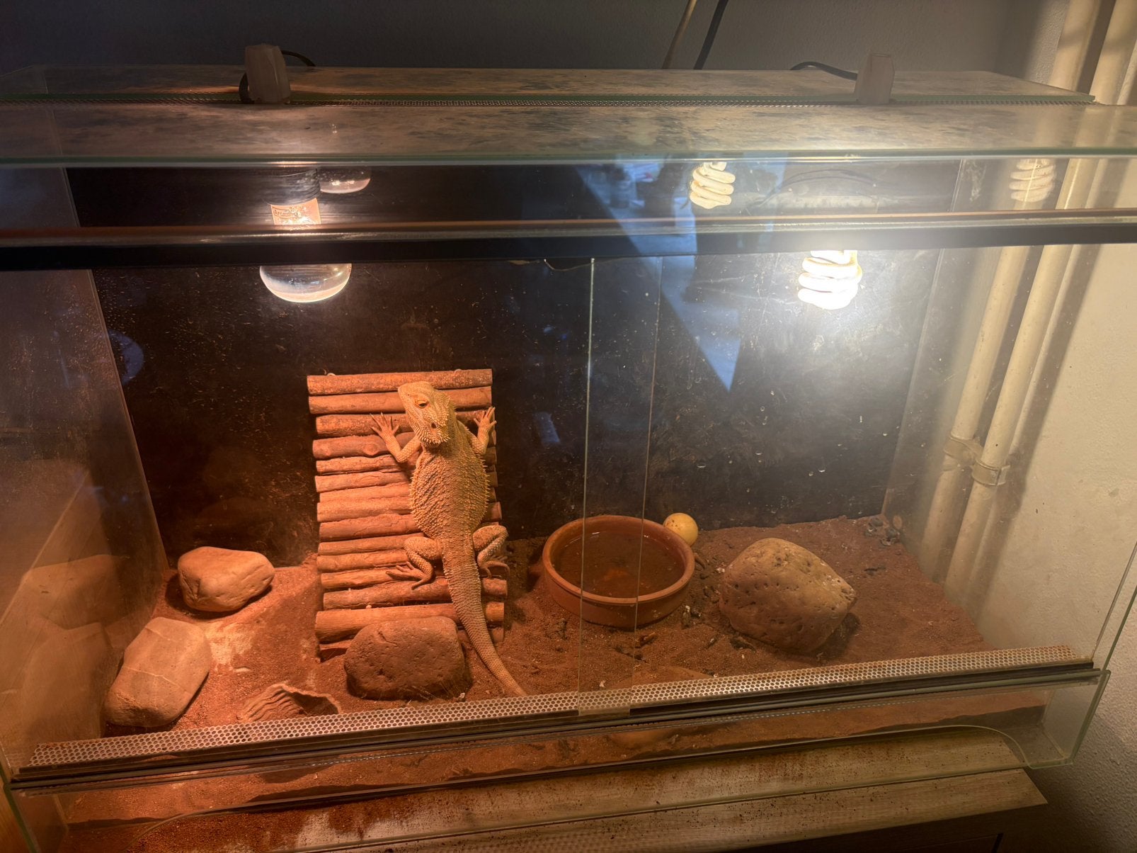 Terrarium te koop, Ophalen, Gebruikt, Terrarium of Paludarium