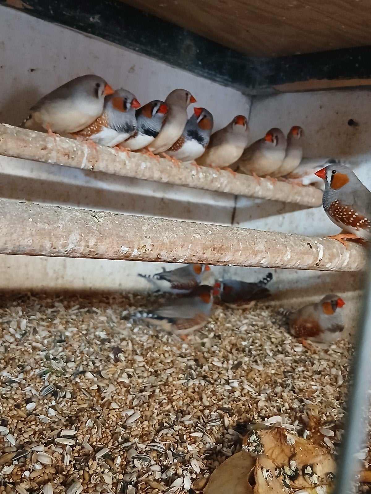 Te koop diverse koppels broedrijpe zebravinken, Meerdere dieren