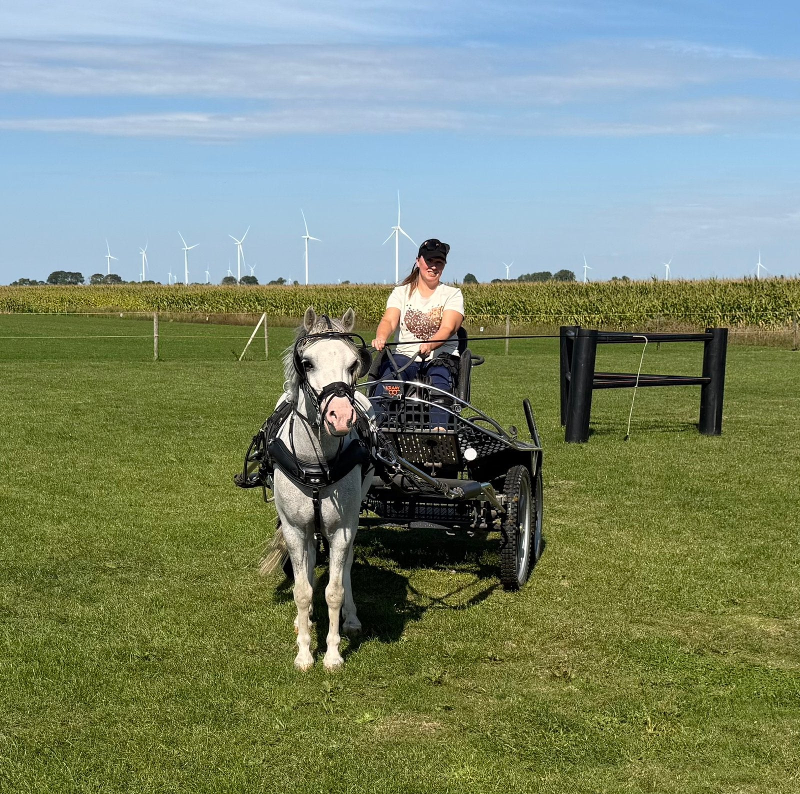 Joup: menpony - 4 jaar - Welsh ruin van 1.22 m, Dieren en Toebehoren, Ruin