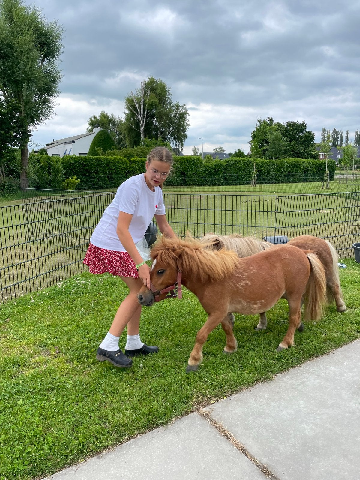 2 mini lieve paardjes Merries shetlander, Dieren en Toebehoren, Gechipt, Ruin, Niet van toepassing, 0 tot 2 jaar