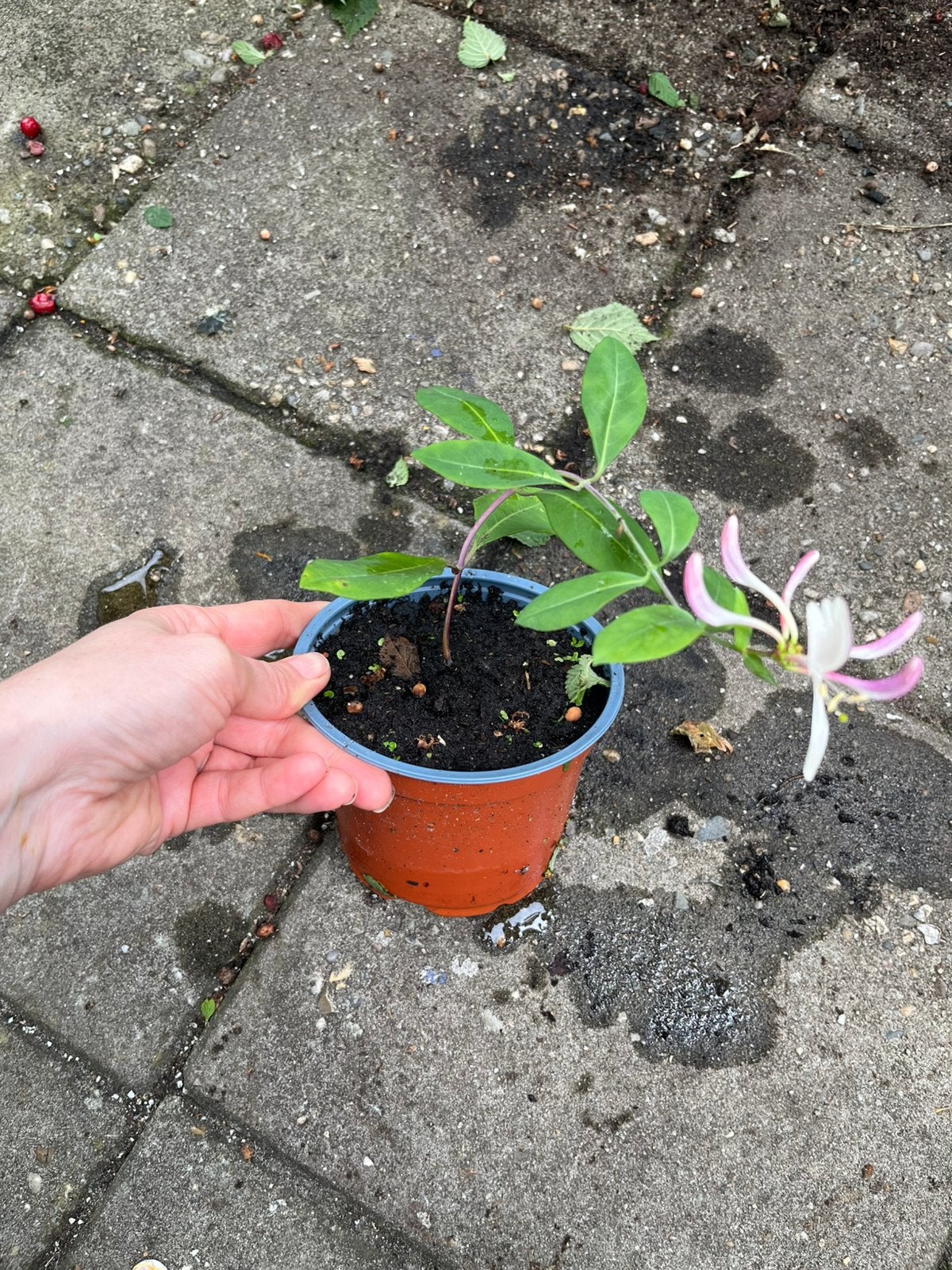 Japanese Honeysuckle / — Lonicera japonica — Bio —Winterhard, Ophalen of Verzenden, Overige soorten