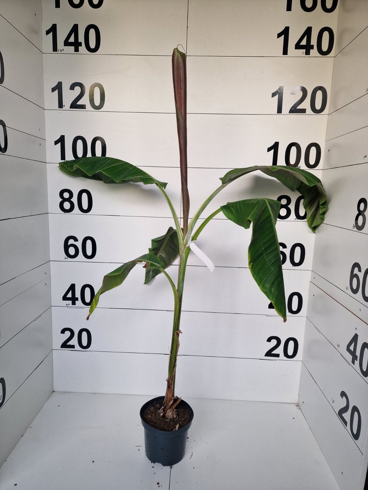 Musa Helen's Beauty - Exotische Bananenplant, Ophalen, Volle zon, Vaste plant, Bloeit niet