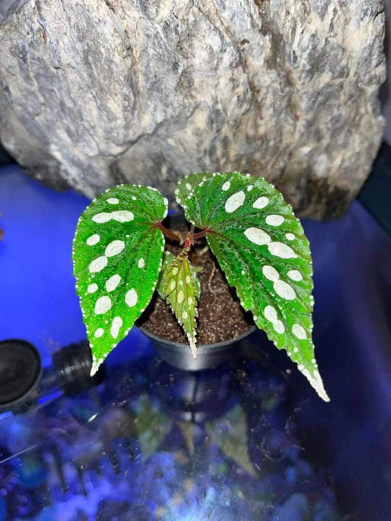 Begonia sp Kalimantan, Overige soorten, In pot, Minder dan 100 cm, Halfschaduw
