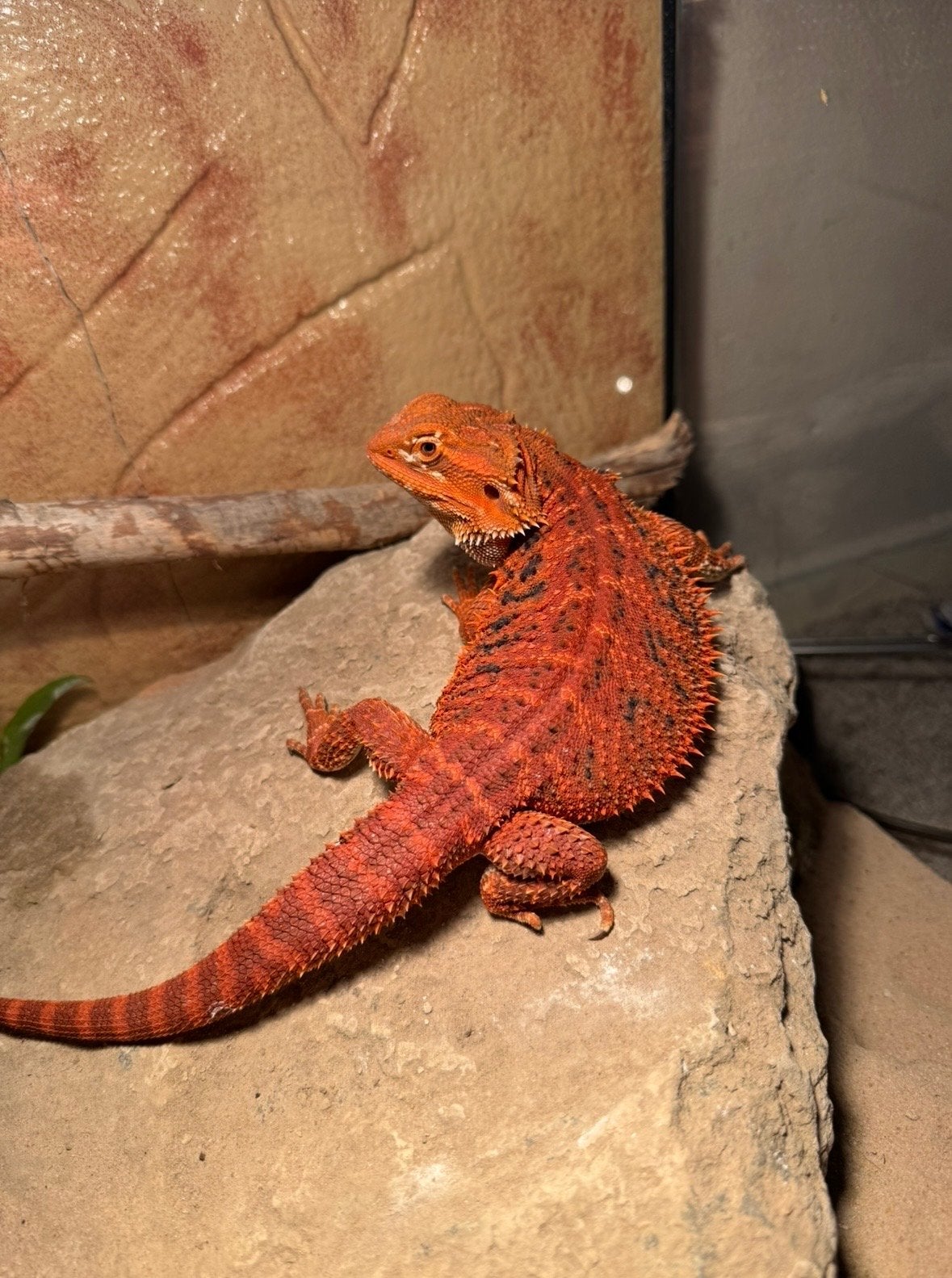Baardagaam vrouw Red Bearded Dragon - female for sale from Do