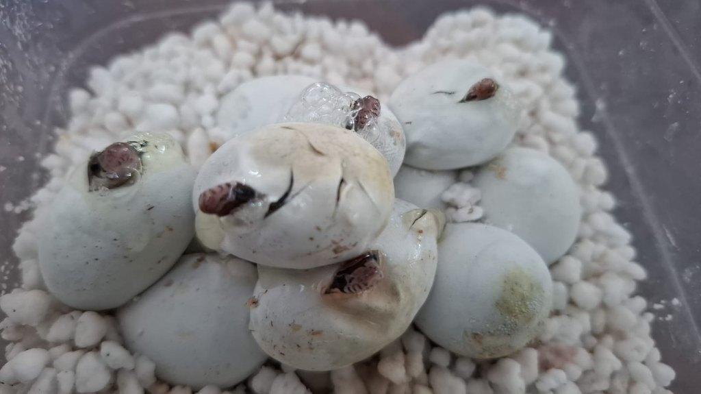 Kleine, handtamme rode rattenslangen tweede nest (1/2), Dieren en Toebehoren, Reptielen en Amfibieën, Slang, Tam, 0 tot 2 jaar