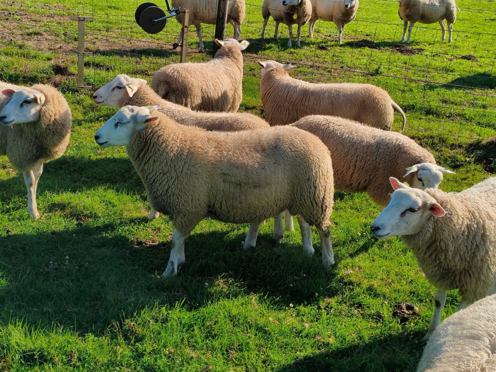 Swifter Stamboek dekramlammeren, Mannelijk, Schaap, 0 tot 2 jaar