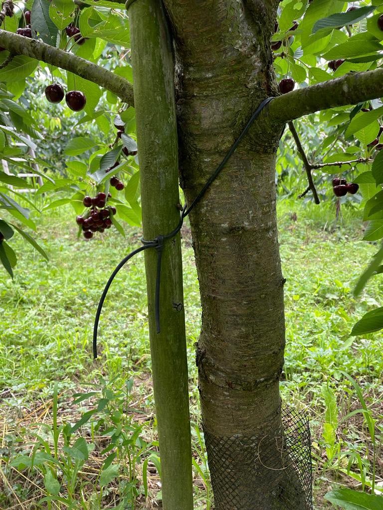 Mooie kersenboom nú reserveren november op te halen, Tuin en Terras, Ophalen, Overige soorten, Lente