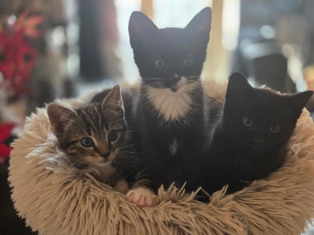 Mooie Kittens te koop, Meerdere dieren