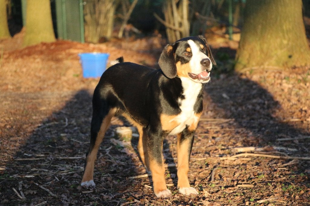 Entlebucher Sennenhond Doron (Reutje, 2 jaar oud), Dieren en Toebehoren, Reu, 1 tot 2 jaar, Parvo, Eén hond