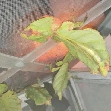 Psg 72 phyllium gigantium eitjes en nimfen, Dieren en Toebehoren, Insecten en Spinnen, Wandelende tak