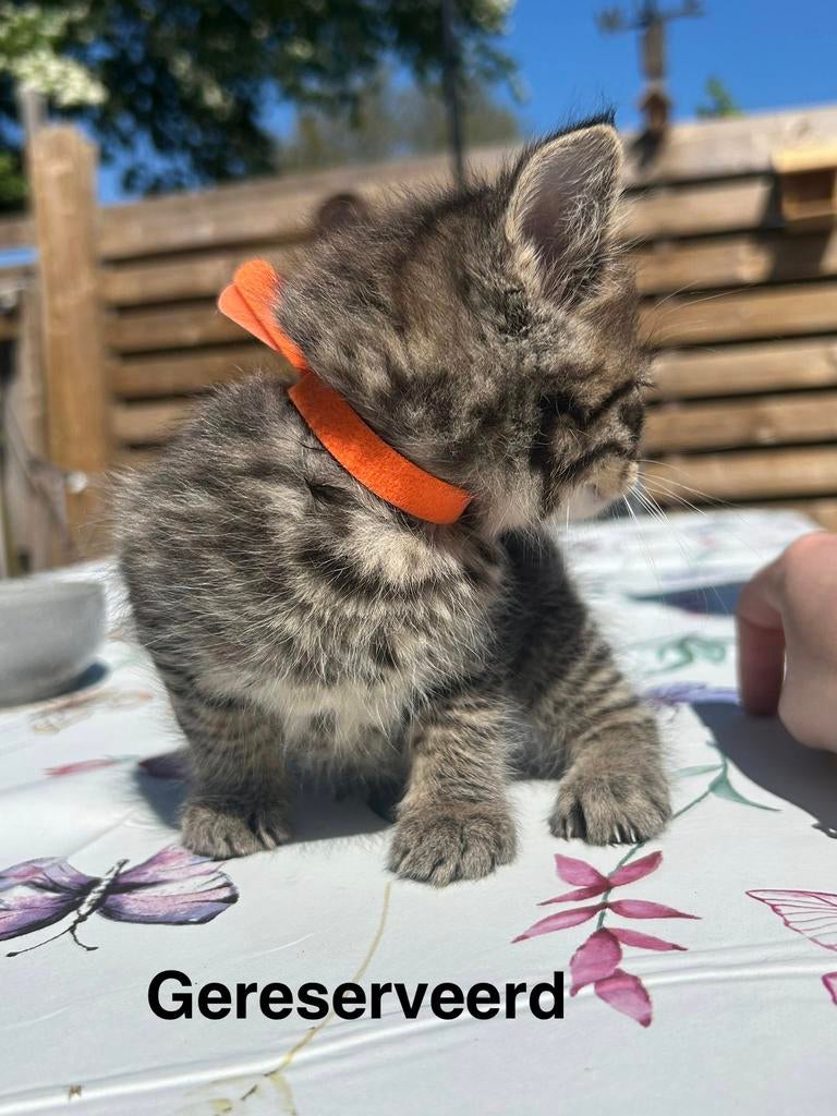 Maincoon kruising europese korthaar, Dieren en Toebehoren, Katten en Kittens | Raskatten | Langhaar, Meerdere dieren, Ontwormd