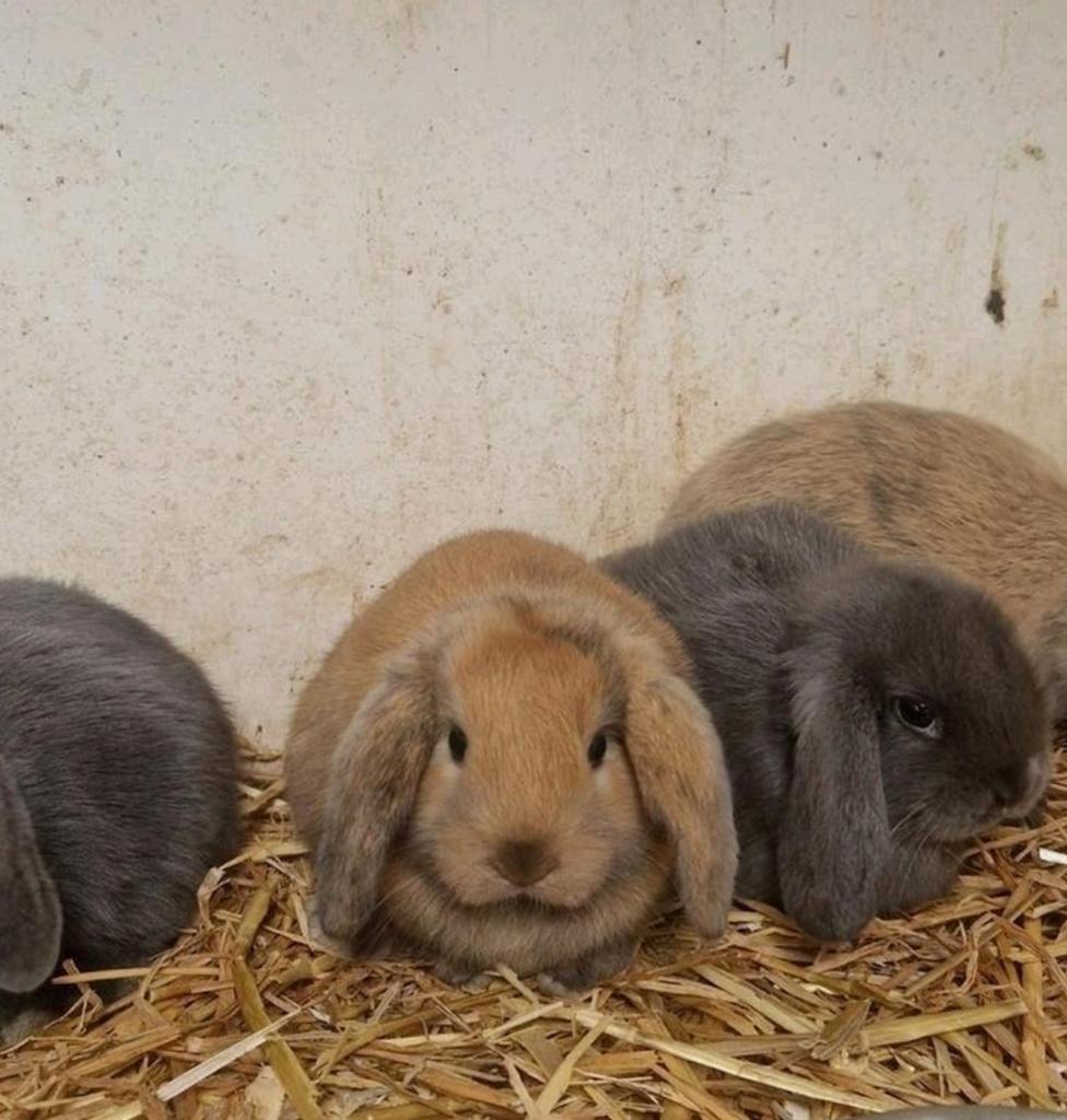 🤎Mooie gezonde dwerghangoorkonijntjes🤎, Dieren en Toebehoren, Konijnen, Dwerg, Geslacht onbekend