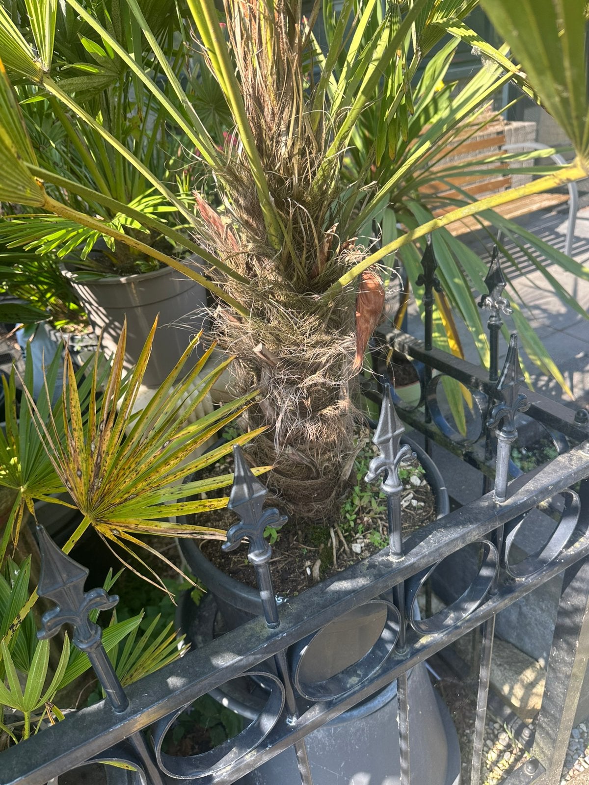 Chamearops humilis met stam 40 cm winterhard, Ophalen of Verzenden, Gehele jaar, Volle zon