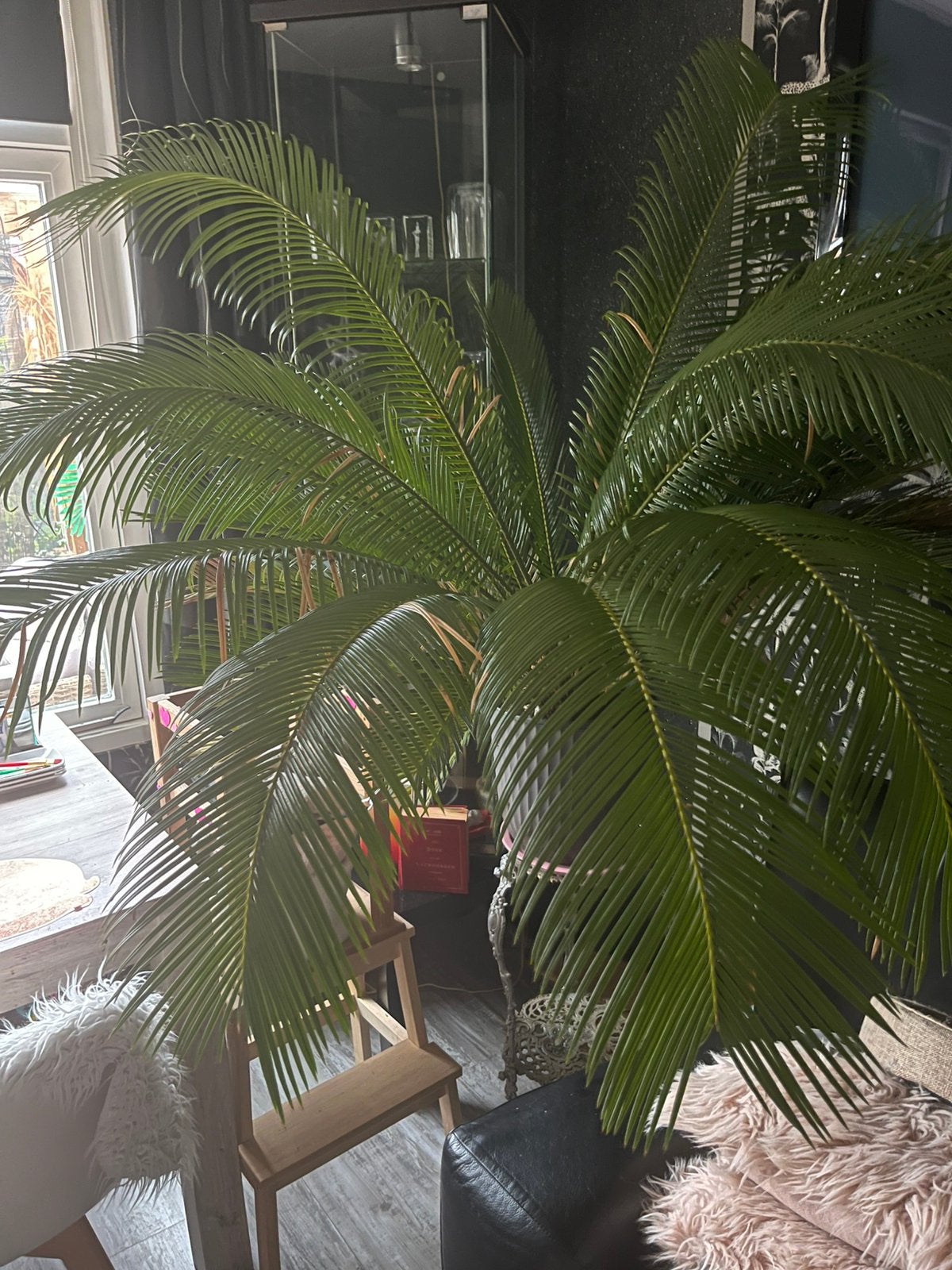 Grote Cycas Revoluta (palmvaren)prachtige dikke stam, Ophalen, Volle zon, Overige soorten