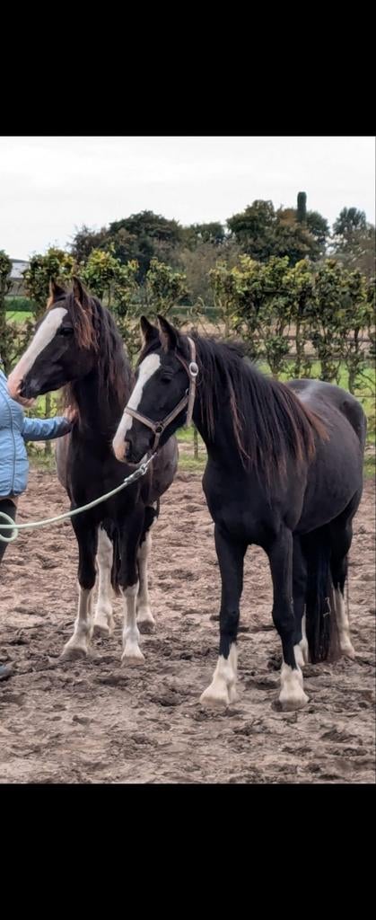 🐴 Gezocht: Enthousiaste bijrijder voor 2 jonge C-pony’s, Ophalen, Nieuw