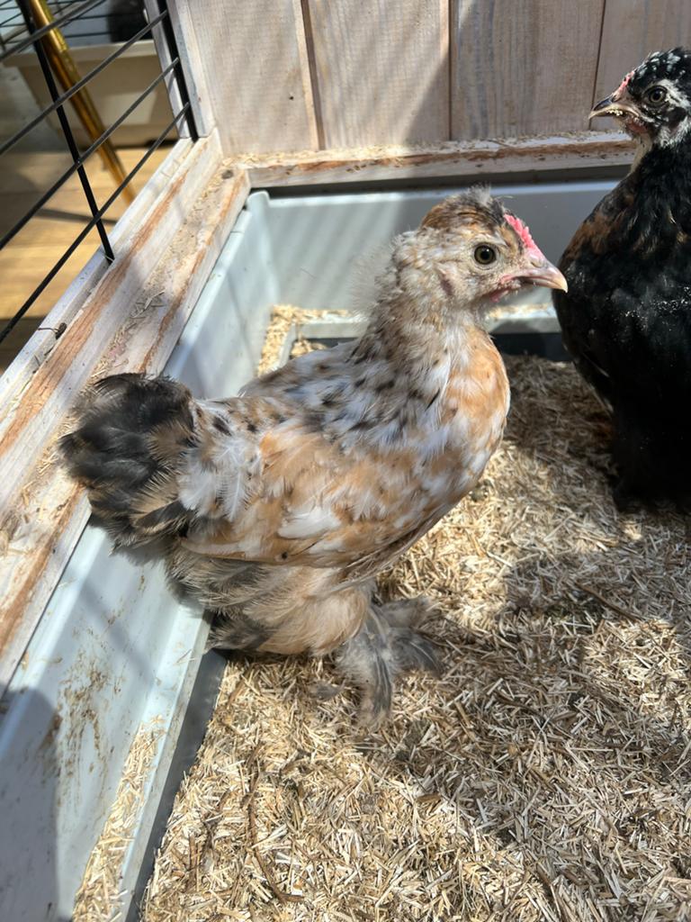 Lieve mooie Cochin hanen, Mannelijk, Kip