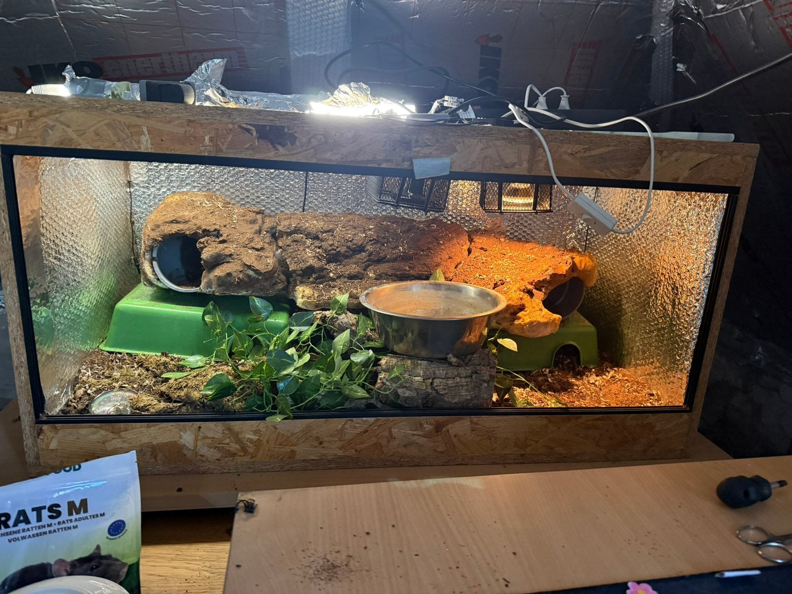 Ballpython 1 jaar en 3 maand. Ball Python photo 4