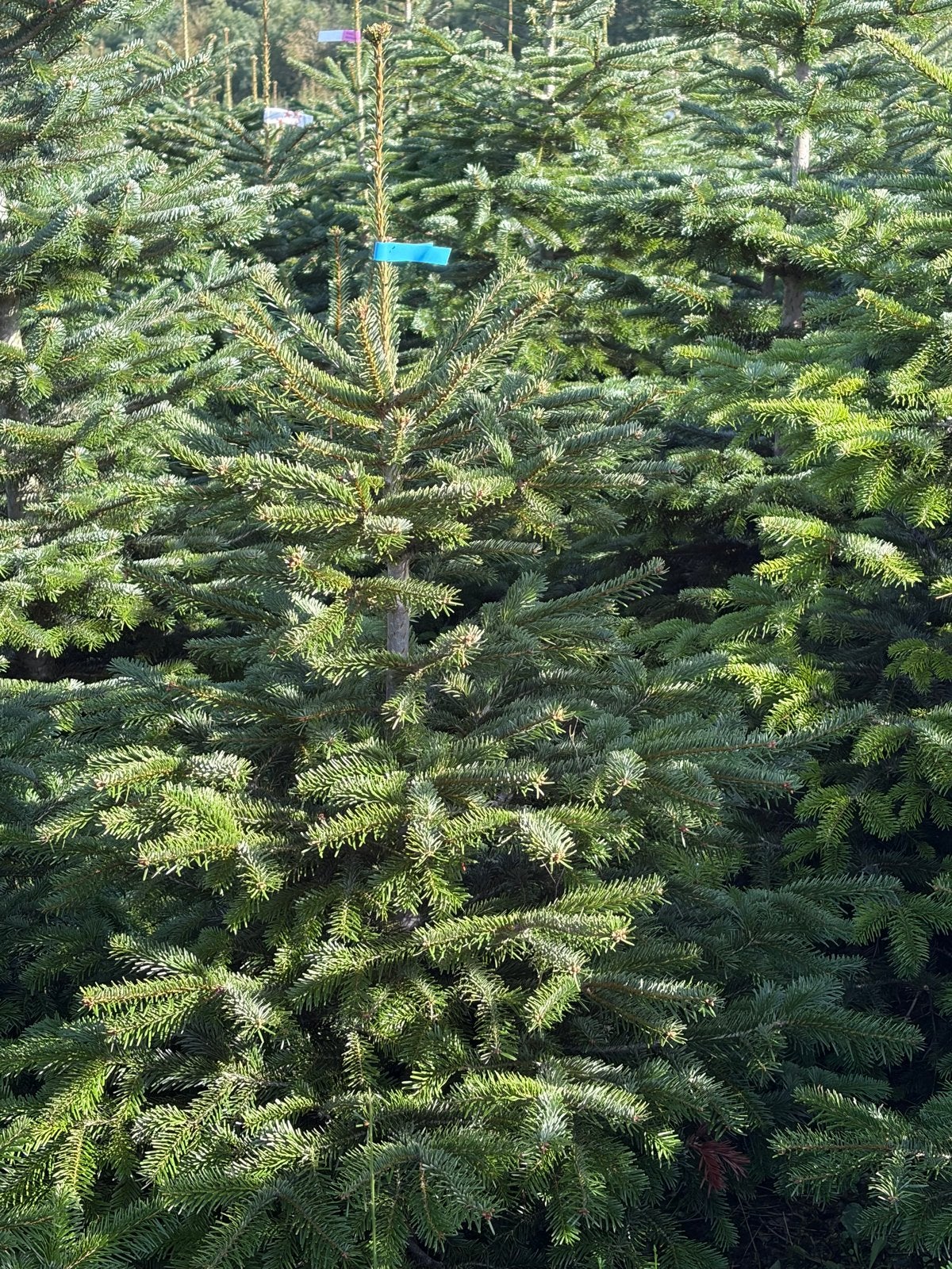 NORDMANN Kerstboom — GEZAAGD — 125-175cm, Volle zon, Vaste plant, Bloeit niet, Ophalen