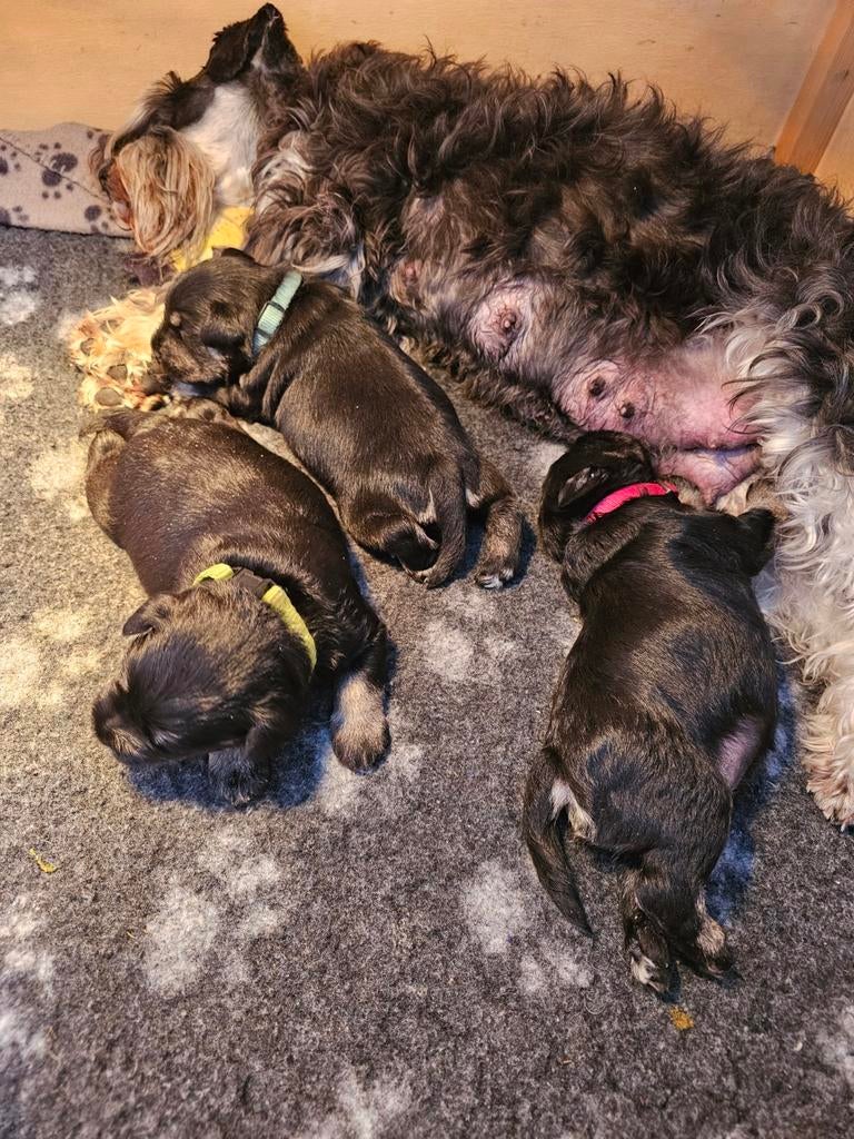 Zwart-zilver Dwergschnauzerpups geboren!🥳 Prijs op aanvraag, Parvo, Overige rassen, 8 tot 15 weken, Meerdere