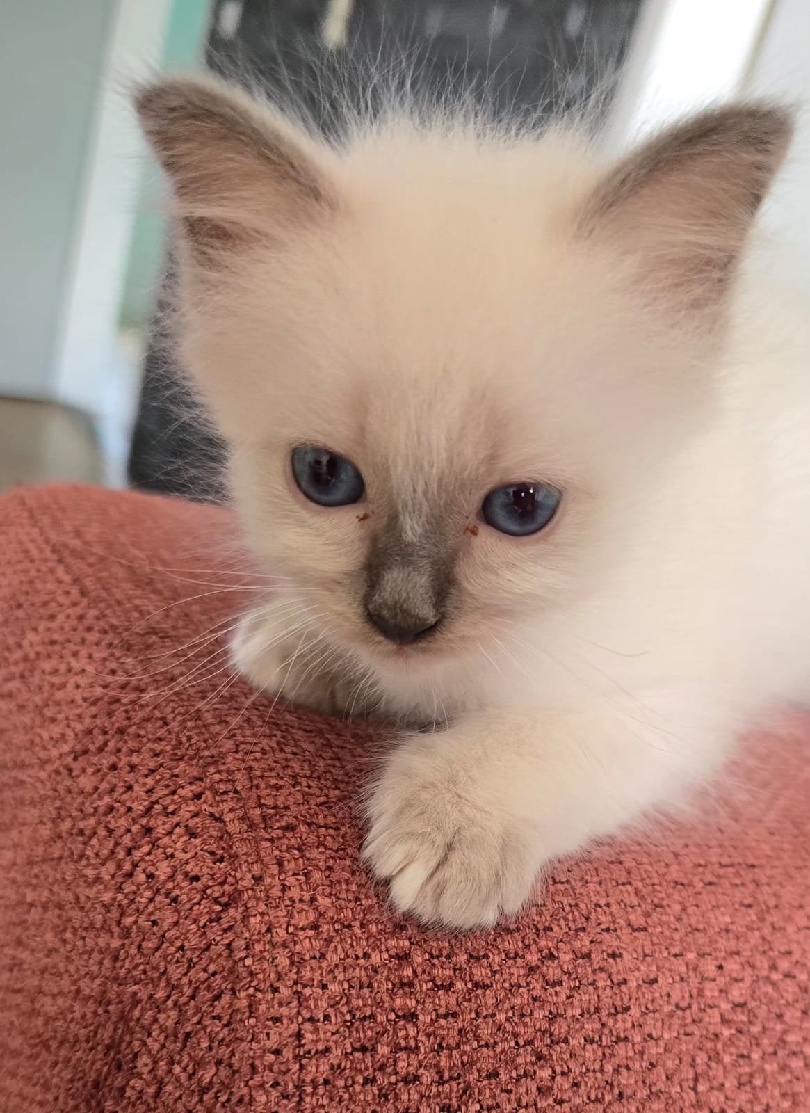 Een liefe kitten om te aopteren, Dieren en Toebehoren, Katten en Kittens | Raskatten | Langhaar, Kater, 0 tot 2 jaar