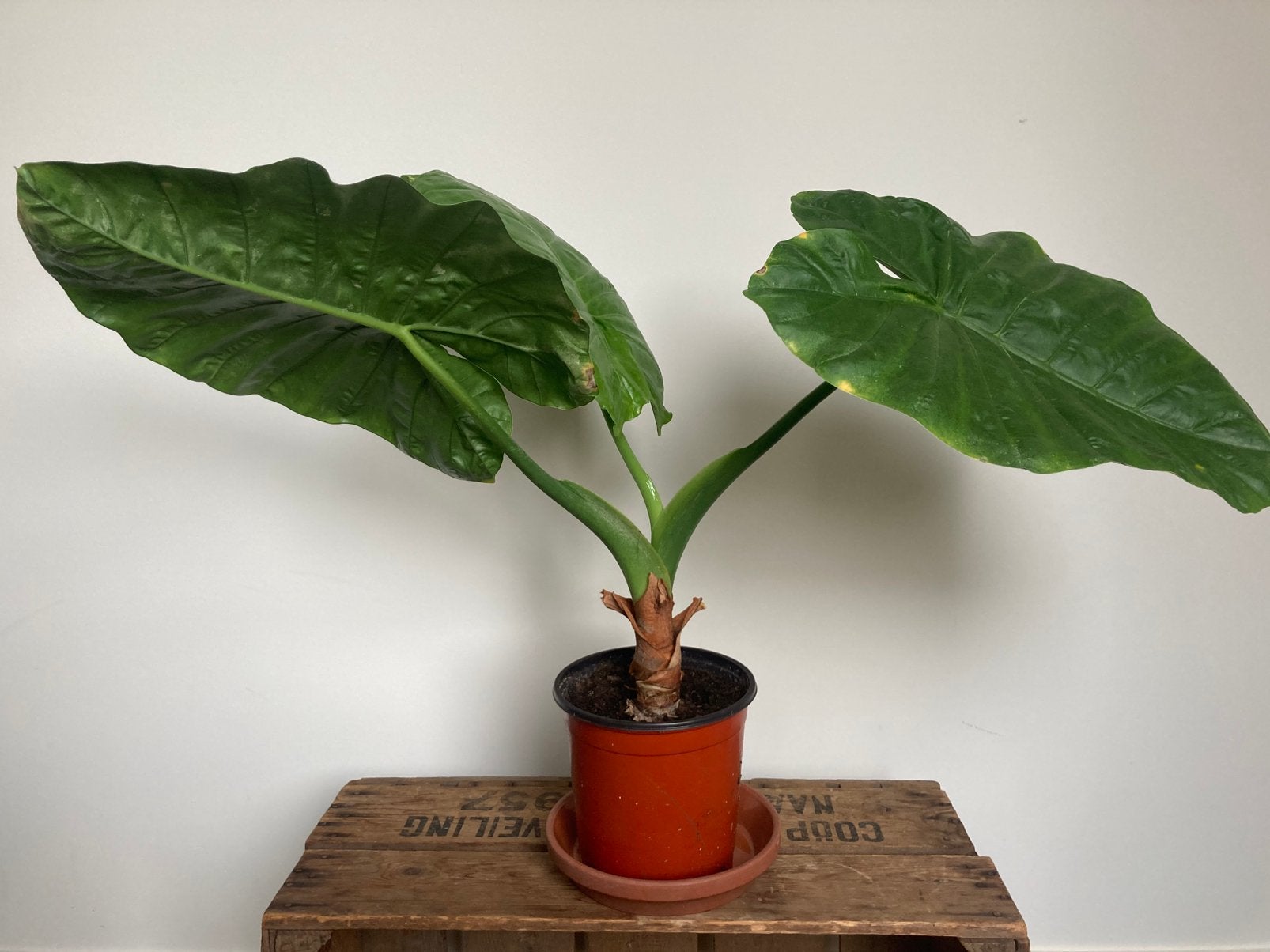 Alocasia Olifantsoor Kamerplant Plant, Huis en Inrichting, Kamerplanten, Ophalen, Halfschaduw, Minder dan 100 cm
