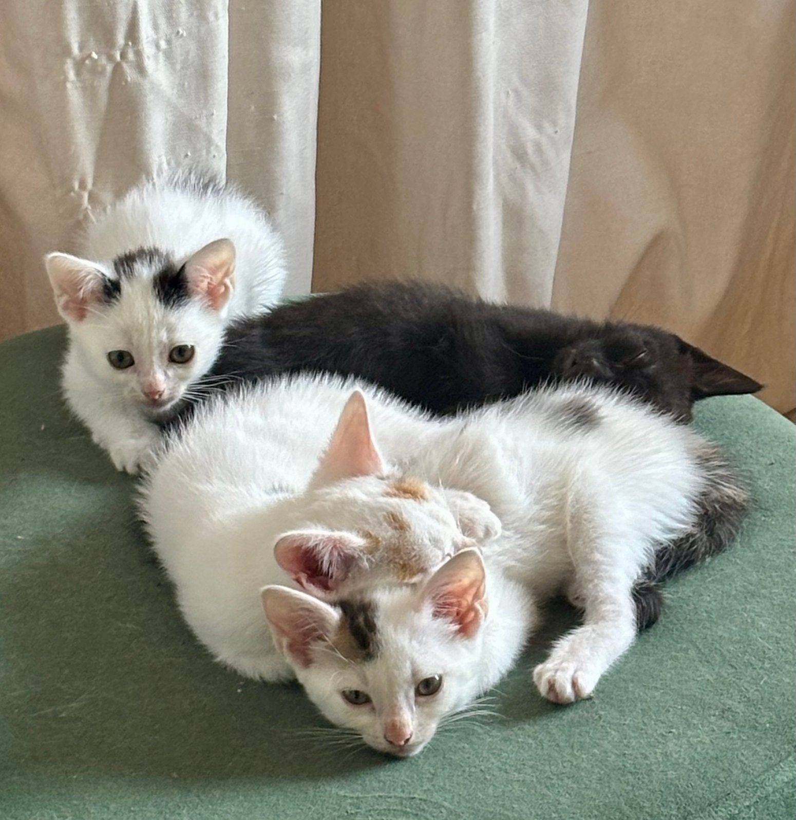 Kittens, Meerdere dieren