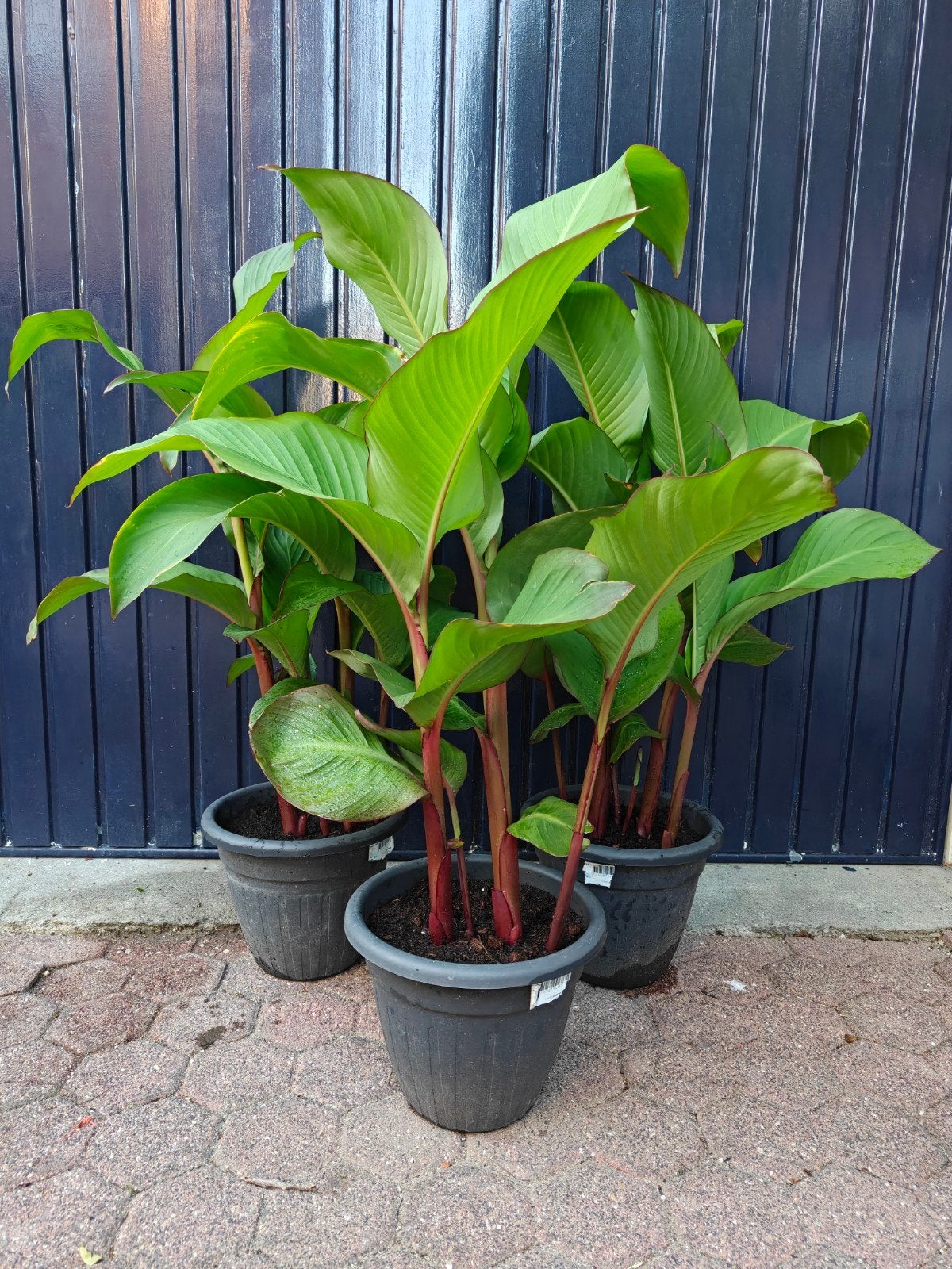 Canna,s in pot tekoop. Laatste 3., Ophalen, Overige soorten, Volle zon