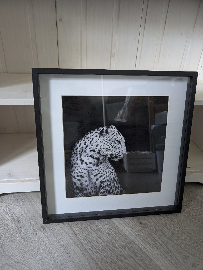 Print luipaard, Ophalen, Minder dan 50 cm, Gebruikt, Print