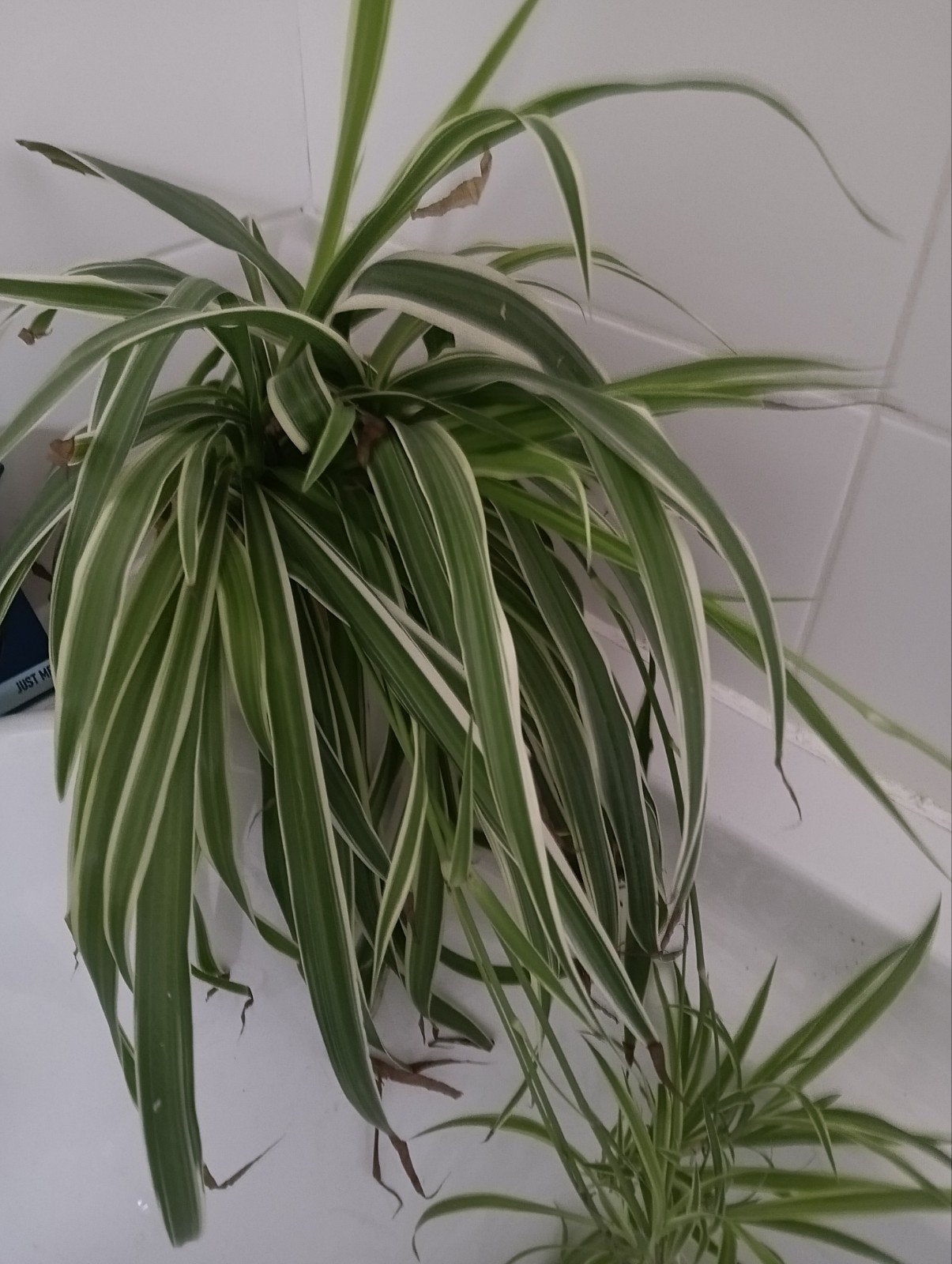 Graslelie, Groene kamerplant, Ophalen of Verzenden, Halfschaduw, Minder dan 100 cm