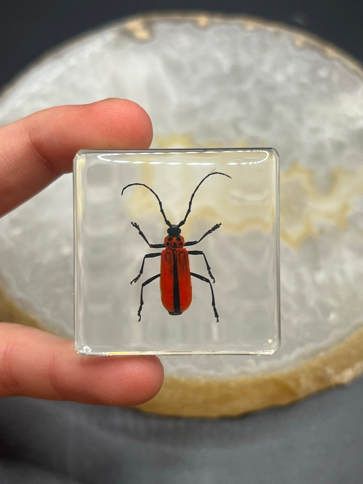 Insectenblok in Hars – Bijzondere Kever – 4 x 4 cm, Overige soorten