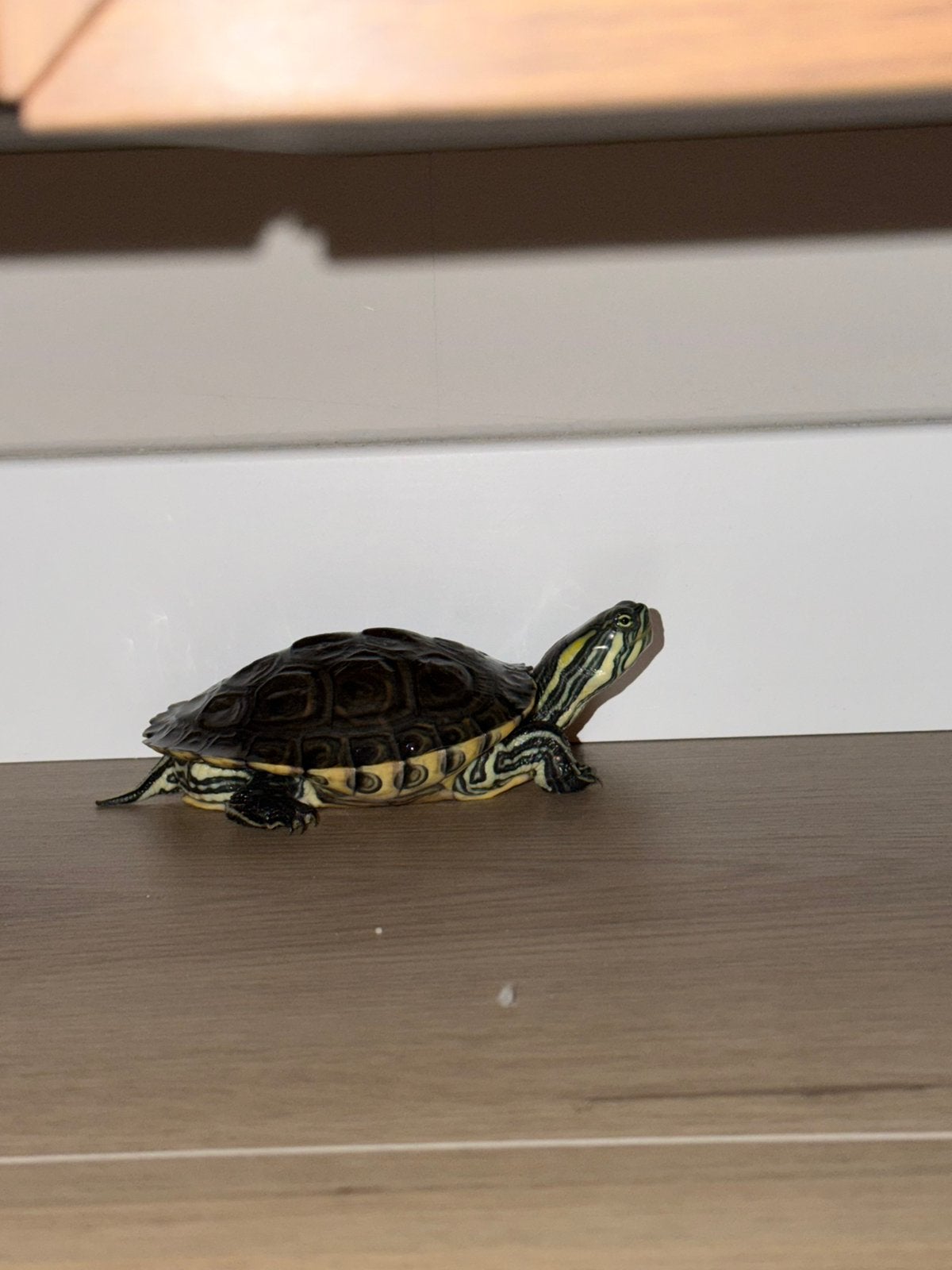 2 prachtige babies waterschildpadden 6 maanden oud ~10 cm Turtle photo 3