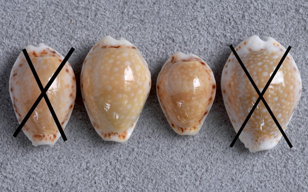 Schelpen: Cypraea cernica viridicolor 18-25,1mm Australië, Ophalen of Verzenden, Schelp(en)