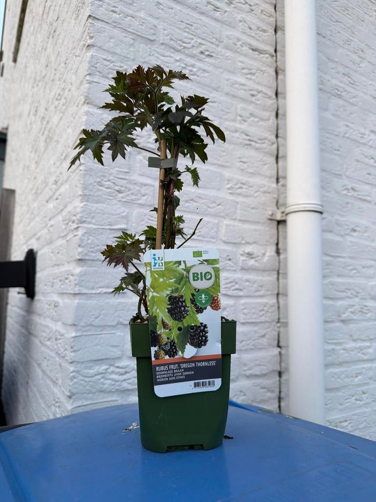 Ruilen? Rubus Fruit 'Oregon Thornless' - Doornloze Braam, Ophalen, Volle zon, Vaste plant, Zomer