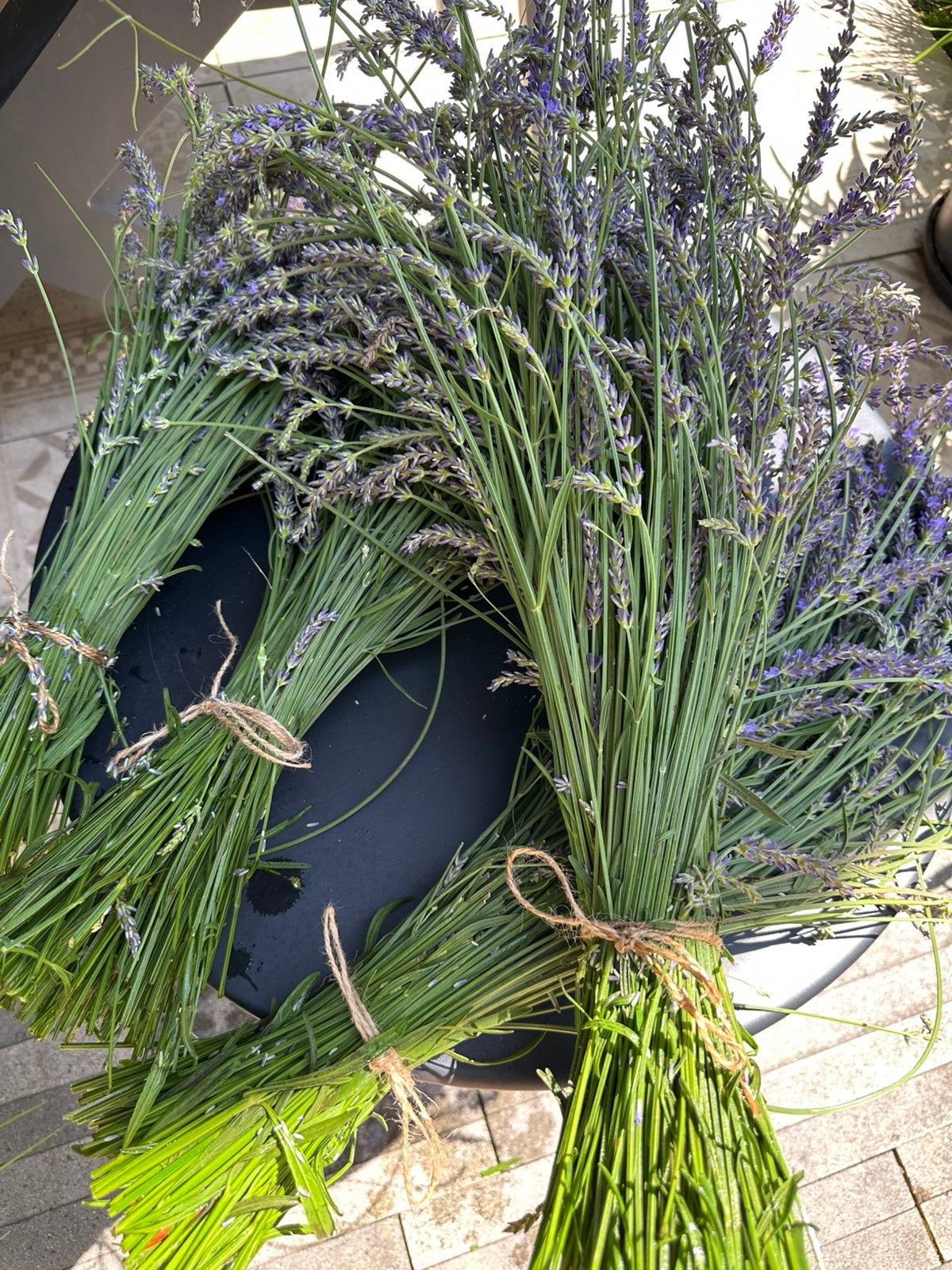 Lavendel, Ophalen of Verzenden, Overige soorten, Volle zon
