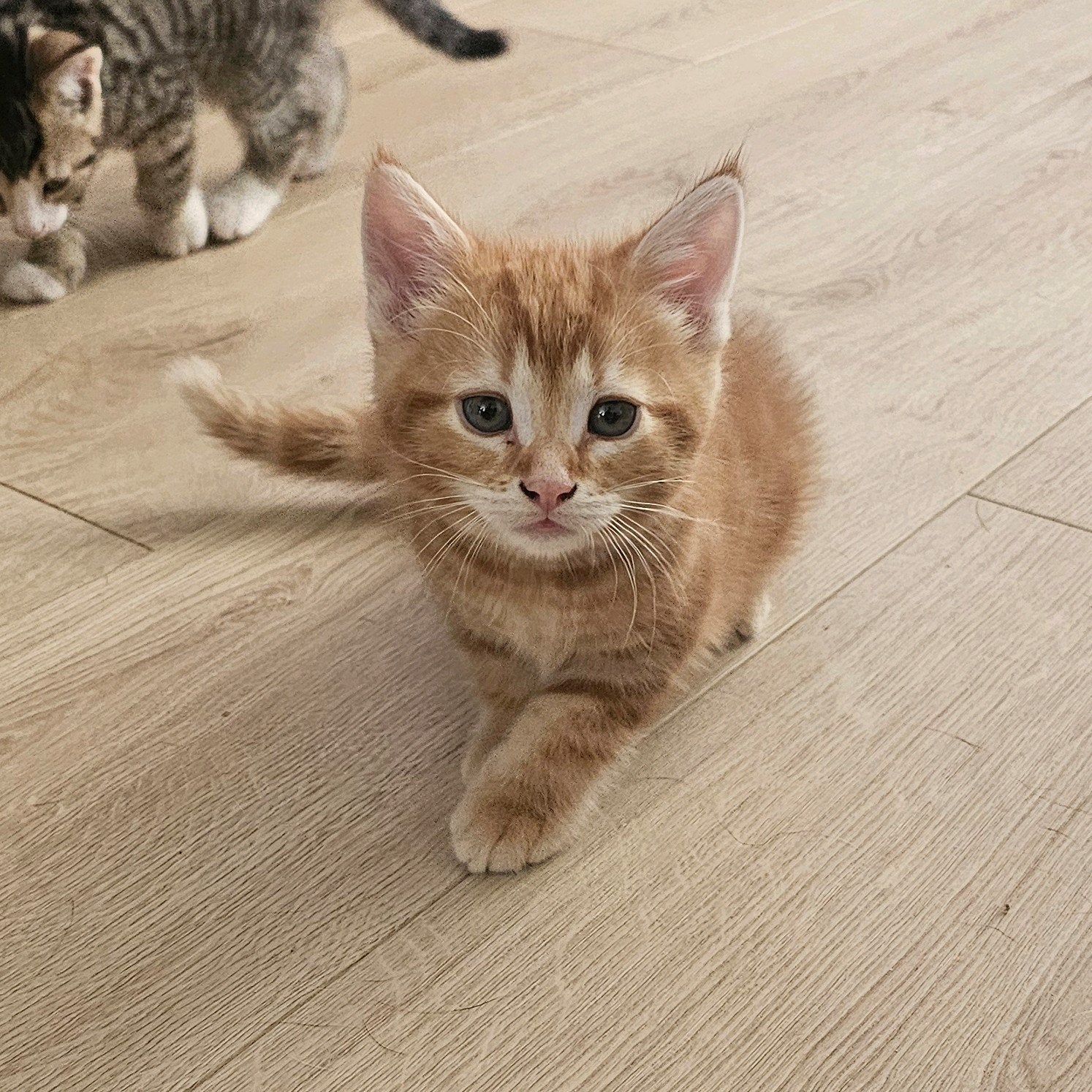 Europese korthaar kitten x maine coon. Kater, Dieren en Toebehoren, Katten en Kittens | Overige Katten, Kater