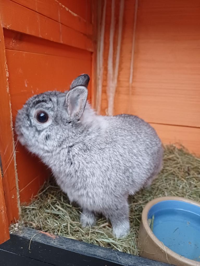Te koop dwerg konijntje Ram Hij is getatoeëerd, Dieren en Toebehoren, Konijnen, Mannelijk, Dwerg