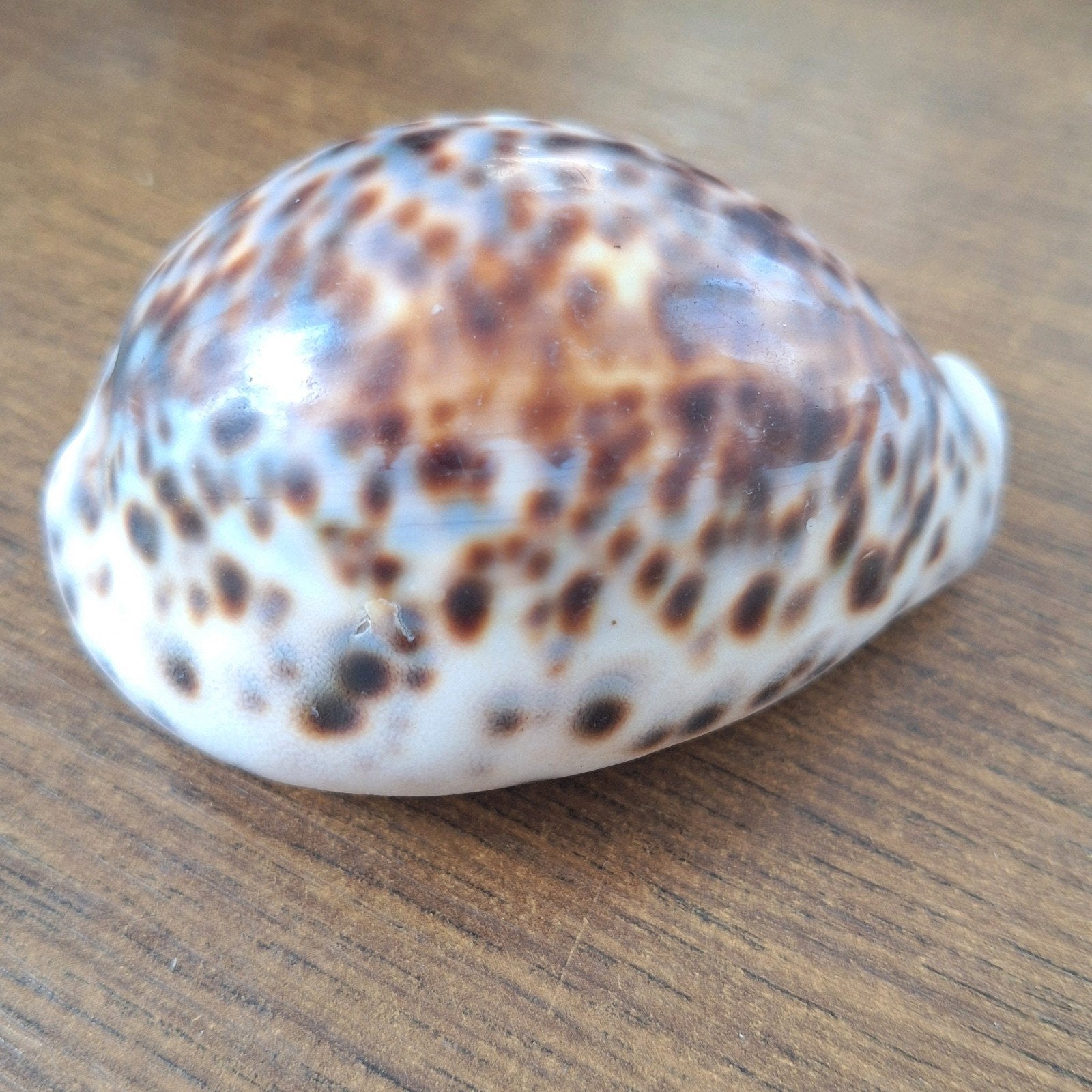 Mooie kauri schelp met gevlekt patroon, Ophalen, Zo goed als nieuw