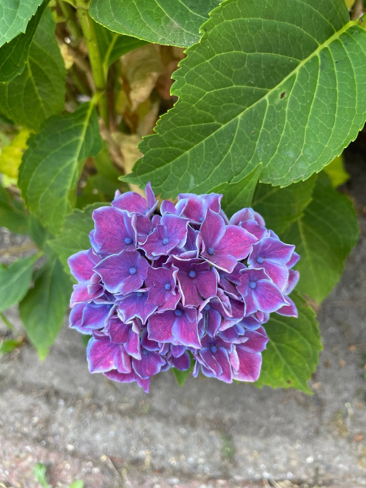 Prachtige Hortensia (Hydrangea) - Diverse kleuren, Vaste plant, Halfschaduw, Zomer, Ophalen