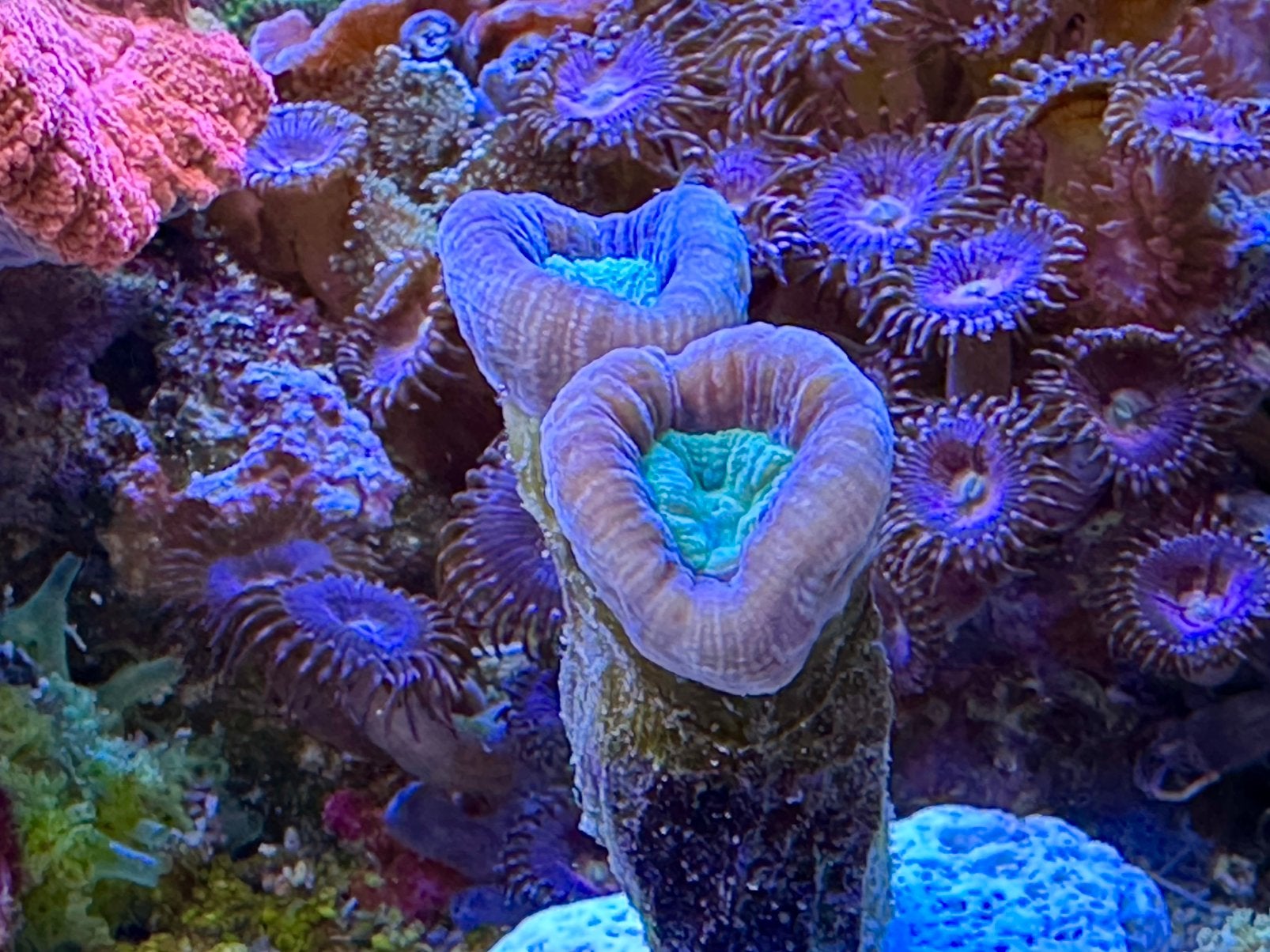 Zeeaquarium, koralen, koraalstekken, zoathus, buttons, Overige typen, Zoutwatervis